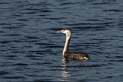 David Plant Photography - Wildlife Photography - Great crested grebe - C
